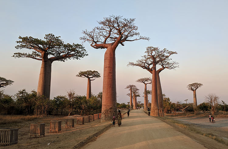 madagaskar1